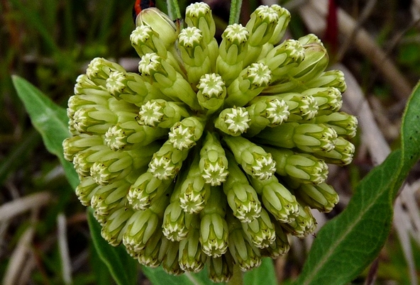 {Asclepias viridiflora}